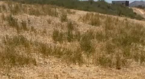 Lomaje de La Estrella, VI Región, con pasto seco y un camino al fondo