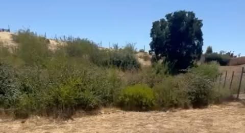 Árboles y vegetación en una parcela de Litueche